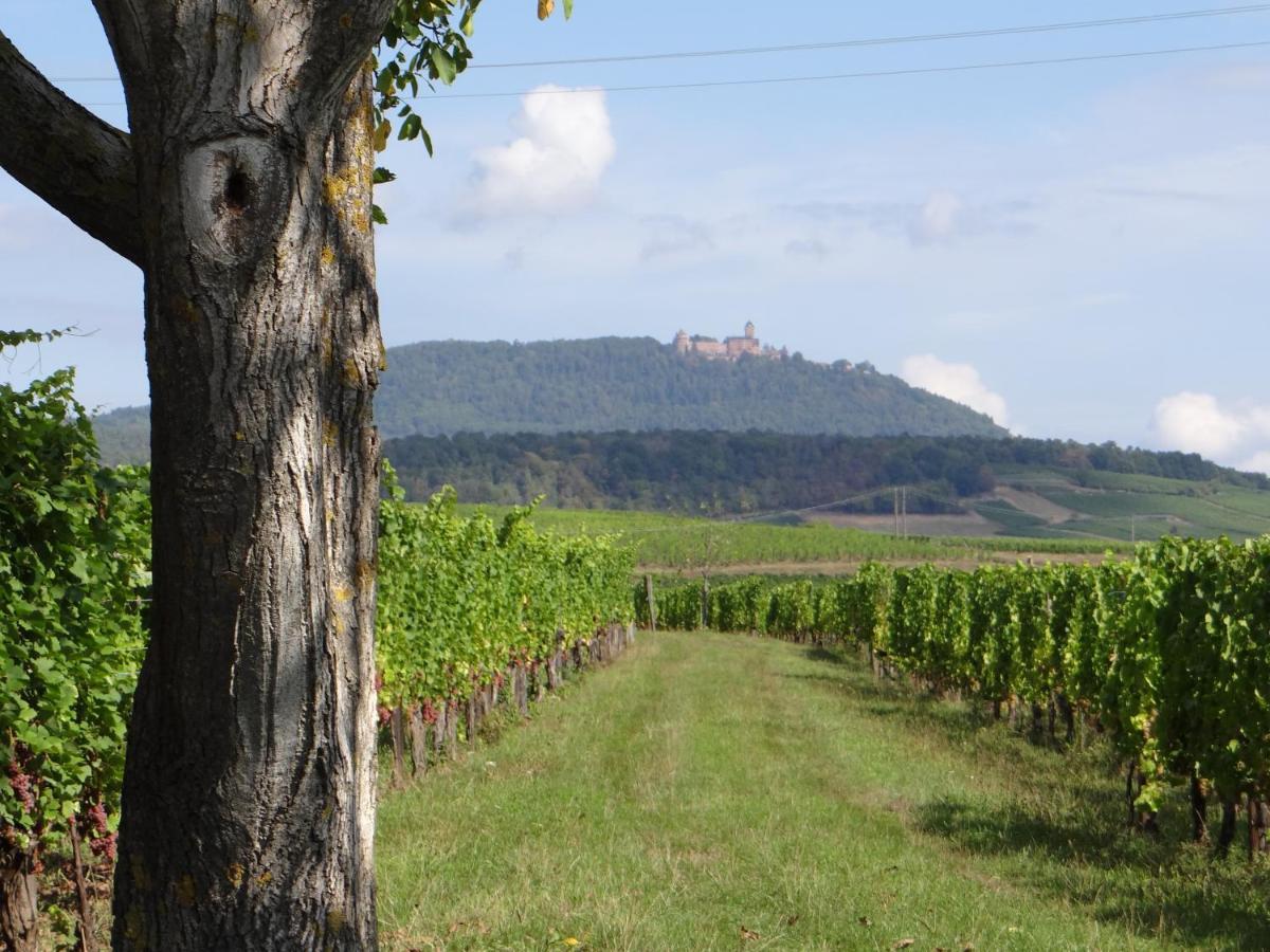 Au Coeur Des Vignes Apartment Bergheim Luaran gambar