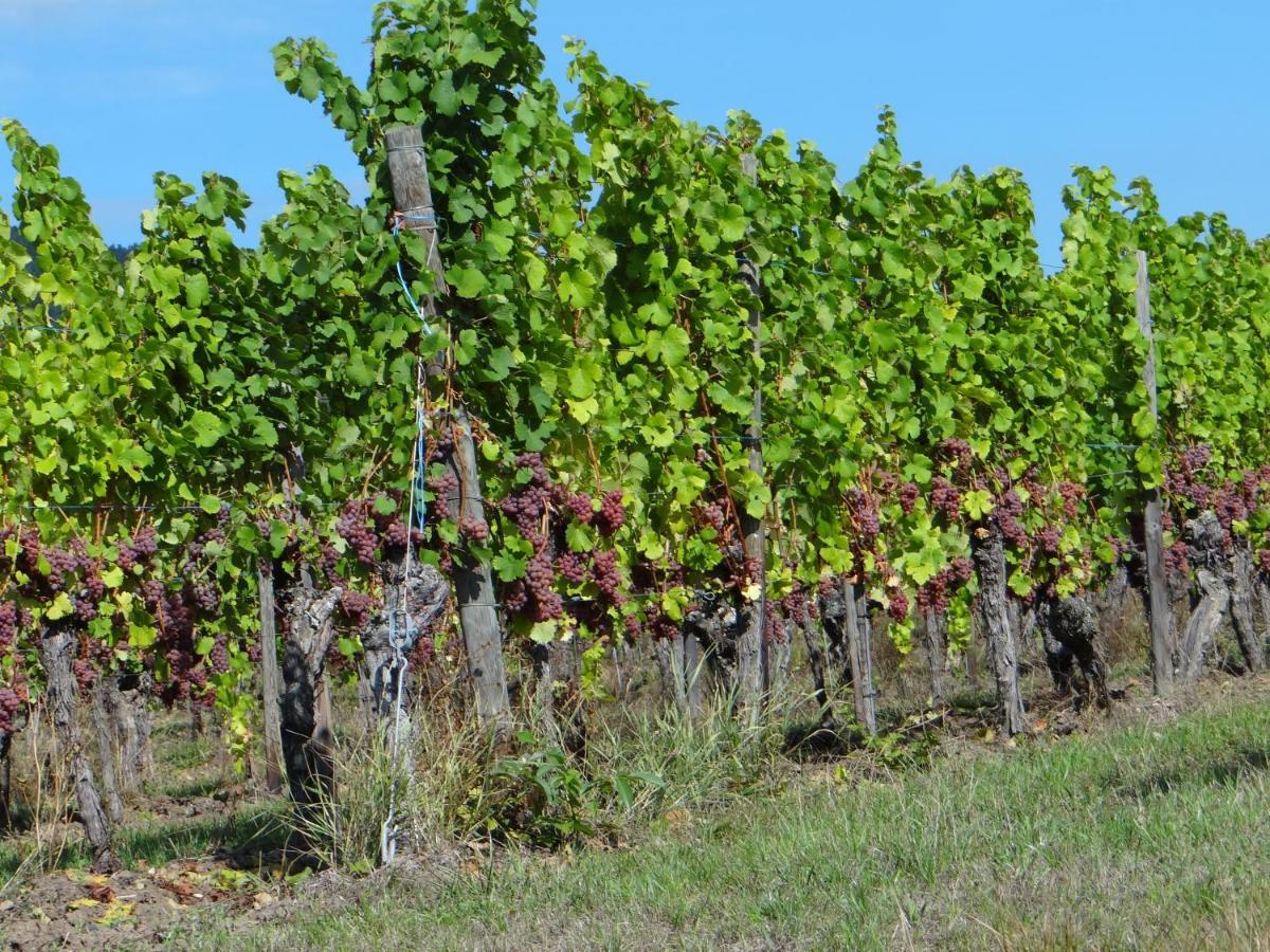 Au Coeur Des Vignes Apartment Bergheim Luaran gambar