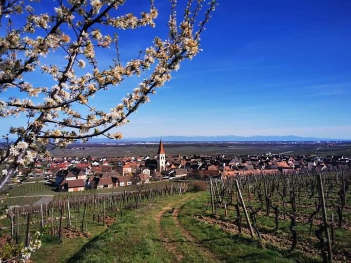 Au Coeur Des Vignes Apartment Bergheim Luaran gambar